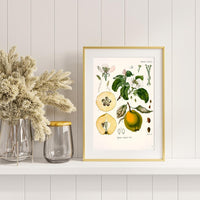 Litografías botánicas antiguas árboles y frutales