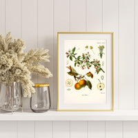 Litografías botánicas antiguas árboles y frutales