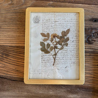 Botanica notarial S.XIX