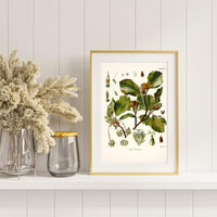 Litografías botánicas antiguas árboles y frutales