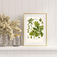 Litografías botánicas antiguas árboles y frutales