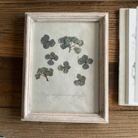 Hortensia