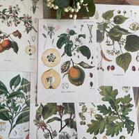 Litografías botánicas antiguas árboles y frutales