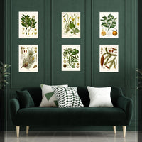 Litografías botánicas antiguas árboles y frutales