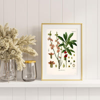 Litografías antiguas en tonos rosas, rojos y granates