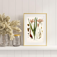 Litografías antiguas en tonos rosas, rojos y granates