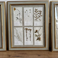 Colección Montparnasse