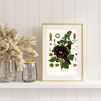 Litografías antiguas en tonos rosas, rojos y granates