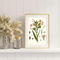 Litografías antiguas en tonos rosas, rojos y granates