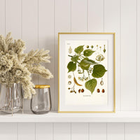 Litografías botánicas antiguas árboles y frutales