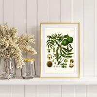 Litografías botánicas antiguas árboles y frutales