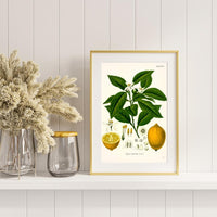 Litografías botánicas antiguas árboles y frutales