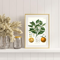 Litografías botánicas antiguas árboles y frutales