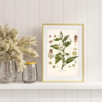 Litografías antiguas en tonos rosas, rojos y granates