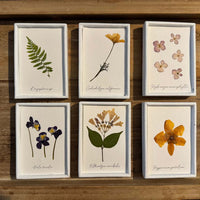 Colección de herbario blanco