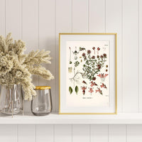 Litografías antiguas en tonos rosas, rojos y granates