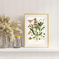 Litografías antiguas en tonos rosas, rojos y granates