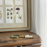 Colección Cordelia
