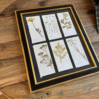 Colección Cordelia