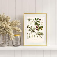 Litografías botánicas antiguas árboles y frutales