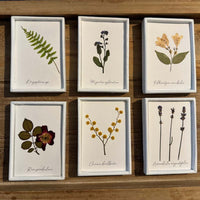 Colección de herbario blanco
