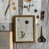 Botanica notarial S.XIX