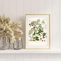 Litografías botánicas antiguas árboles y frutales