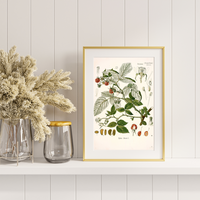 Litografías antiguas en tonos rosas, rojos y granates