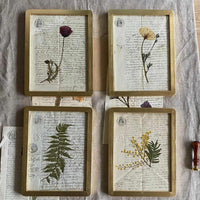 Botanica notarial S.XIX