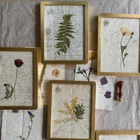 Botanica notarial S.XIX