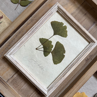 Ginkgo