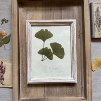 Ginkgo