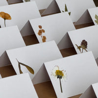 Marcasitios botánicos X4