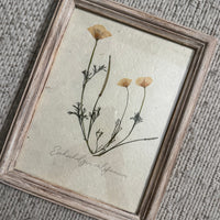 amapolas cuadro decape