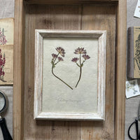 Astrantia