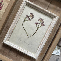 Astrantia