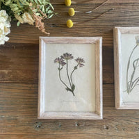 Astrantia