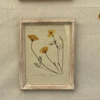 Amapola californiana