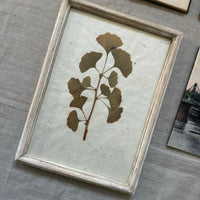 ginkgo