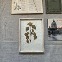 ginkgo