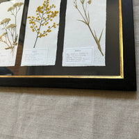 detalle herbario