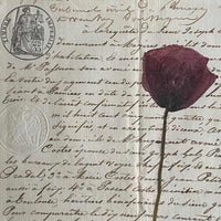 Botanica notarial S.XIX