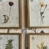 Botanica notarial S.XIX