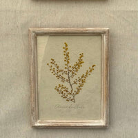 Flor de Mimosas