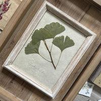 Ginkgo