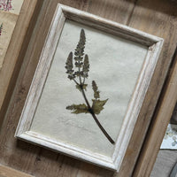 Salvia