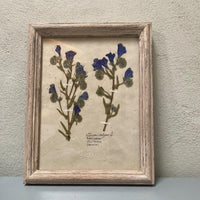 Echium