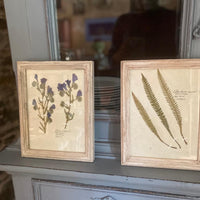 Echium