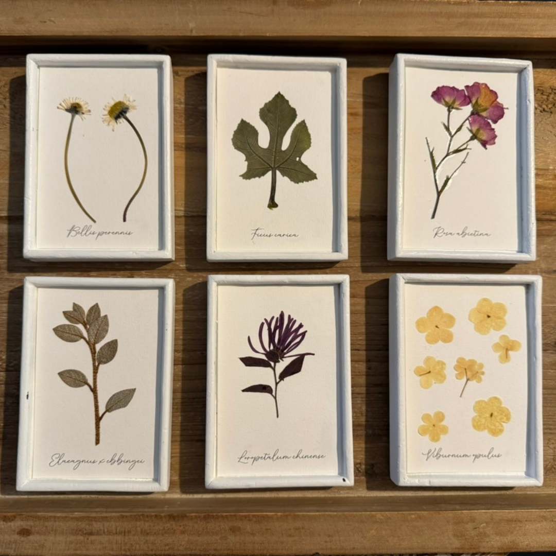 Colección de herbario blanco