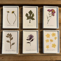 Colección de herbario blanco